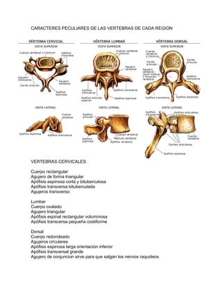 CARACTERES PECULIARES DE LAS VERTEBRAS DE CADA REGION
VERTEBRAS CERVICALES
Cuerpo rectangular
Agujero de forma triangular
Apófisis espinosa corta y bituberculosa
Apófisis transversa bituberculada
Agujeros transverso
Lumbar
Cuerpo ovalado
Agujero triangular
Apófisis espinal rectangular voluminosa
Apófisis transversa pequeña costiforme
Dorsal
Cuerpo redondeado
Agujeros circulares
Apófisis espinosa larga orientación inferior
Apófisis transversal grande
Agujero de conjuncion sirve para que salgan los nervios raquideos
 