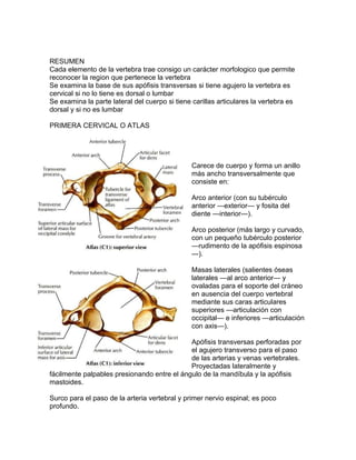 RESUMEN
Cada elemento de la vertebra trae consigo un carácter morfologico que permite
reconocer la region que pertenece la vertebra
Se examina la base de sus apófisis transversas si tiene agujero la vertebra es
cervical si no lo tiene es dorsal o lumbar
Se examina la parte lateral del cuerpo si tiene carillas articulares la vertebra es
dorsal y si no es lumbar
PRIMERA CERVICAL O ATLAS
Carece de cuerpo y forma un anillo
más ancho transversalmente que
consiste en:
Arco anterior (con su tubérculo
anterior —exterior— y fosita del
diente —interior—).
Arco posterior (más largo y curvado,
con un pequeño tubérculo posterior
—rudimento de la apófisis espinosa
—).
Masas laterales (salientes óseas
laterales —al arco anterior— y
ovaladas para el soporte del cráneo
en ausencia del cuerpo vertebral
mediante sus caras articulares
superiores —articulación con
occipital— e inferiores —articulación
con axis—).
Apófisis transversas perforadas por
el agujero transverso para el paso
de las arterias y venas vertebrales.
Proyectadas lateralmente y
fácilmente palpables presionando entre el ángulo de la mandíbula y la apófisis
mastoides.
Surco para el paso de la arteria vertebral y primer nervio espinal; es poco
profundo.
 