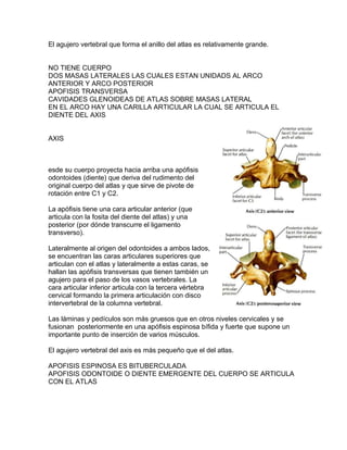El agujero vertebral que forma el anillo del atlas es relativamente grande.
NO TIENE CUERPO
DOS MASAS LATERALES LAS CUALES ESTAN UNIDADS AL ARCO
ANTERIOR Y ARCO POSTERIOR
APOFISIS TRANSVERSA
CAVIDADES GLENOIDEAS DE ATLAS SOBRE MASAS LATERAL
EN EL ARCO HAY UNA CARILLA ARTICULAR LA CUAL SE ARTICULA EL
DIENTE DEL AXIS
AXIS
esde su cuerpo proyecta hacia arriba una apófisis
odontoides (diente) que deriva del rudimento del
original cuerpo del atlas y que sirve de pivote de
rotación entre C1 y C2.
La apófisis tiene una cara articular anterior (que
articula con la fosita del diente del atlas) y una
posterior (por dónde transcurre el ligamento
transverso).
Lateralmente al origen del odontoides a ambos lados,
se encuentran las caras articulares superiores que
articulan con el atlas y lateralmente a estas caras, se
hallan las apófisis transversas que tienen también un
agujero para el paso de los vasos vertebrales. La
cara articular inferior articula con la tercera vértebra
cervical formando la primera articulación con disco
intervertebral de la columna vertebral.
Las láminas y pedículos son más gruesos que en otros niveles cervicales y se
fusionan posteriormente en una apófisis espinosa bífida y fuerte que supone un
importante punto de inserción de varios músculos.
El agujero vertebral del axis es más pequeño que el del atlas.
APOFISIS ESPINOSA ES BITUBERCULADA
APOFISIS ODONTOIDE O DIENTE EMERGENTE DEL CUERPO SE ARTICULA
CON EL ATLAS
 