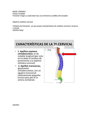 BASE CRANEO
Hueso occipital
Foramen magnu a cada lado hay una eminencia costillas del occipital
Septima vertebra cervical
Vertebra de transición ya que posee caracteristicas de vertebra cervical y toracica
o dorsal
Apófisis larga
SACRO
 