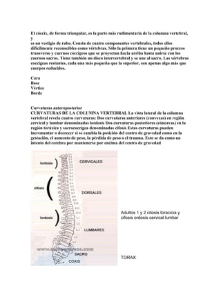 El cóccix, de forma triangular, es la parte más rudimentaria de la columna vertebral,
y
es un vestigio de rabo. Consta de cuatro componentes vertebrales, todos ellos
difícilmente reconocibles como vértebras. Sólo la primera tiene un pequeño proceso
transverso y cuernos coccígeos que se proyectan hacia arriba hasta unirse con los
cuernos sacros. Tiene también un disco intervertebral y se une al sacro. Las vértebras
coccígeas restantes, cada una más pequeña que la superior, son apenas algo más que
cuerpos reducidos.
Cara
Base
Vértice
Borde
Curvaturas anteroposterior
CURVATURAS DE LA COLUMNA VERTEBRAL La vista lateral de la columna
vertebral revela cuatro curvaturas: Dos curvaturas anteriores (convexas) en región
cervical y lumbar denominadas lordosis Dos curvaturas posteriores (cóncavas) en la
región toráxica y sacrococcígea denominadas cifosis Estas curvaturas pueden
incrementar o decrecer si se cambia la posición del centro de gravedad como en la
gestación, el aumento de peso, la pérdida de peso o el trauma. Esto se da como un
intento del cerebro por mantenerse por encima del centro de gravedad
Adultos 1 y 2 citosis toracicia y
cifosis ordosis cervical lumbar
TORAX
 