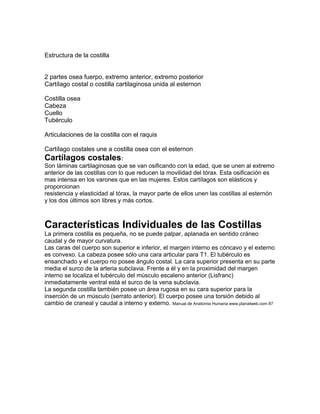 Estructura de la costilla
2 partes osea fuerpo, extremo anterior, extremo posterior
Cartílago costal o costilla cartilaginosa unida al esternon
Costilla osea
Cabeza
Cuello
Tubérculo
Articulaciones de la costilla con el raquis
Cartílago costales une a costilla osea con el esternon
Cartílagos costales:
Son láminas cartilaginosas que se van osificando con la edad, que se unen al extremo
anterior de las costillas con lo que reducen la movilidad del tórax. Esta osificación es
mas intensa en los varones que en las mujeres. Estos cartílagos son elásticos y
proporcionan
resistencia y elasticidad al tórax, la mayor parte de ellos unen las costillas al esternón
y los dos últimos son libres y más cortos.
Características Individuales de las Costillas
La primera costilla es pequeña, no se puede palpar, aplanada en sentido cráneo
caudal y de mayor curvatura.
Las caras del cuerpo son superior e inferior, el margen interno es cóncavo y el externo
es convexo. La cabeza posee sólo una cara articular para T1. El tubérculo es
ensanchado y el cuerpo no posee ángulo costal. La cara superior presenta en su parte
media el surco de la arteria subclavia. Frente a él y en la proximidad del margen
interno se localiza el tubérculo del músculo escaleno anterior (Lisfranc)
inmediatamente ventral está el surco de la vena subclavia.
La segunda costilla también posee un área rugosa en su cara superior para la
inserción de un músculo (serrato anterior). El cuerpo posee una torsión debido al
cambio de craneal y caudal a interno y externo. Manual de Anatomia Humana www.planatweb.com 87
 