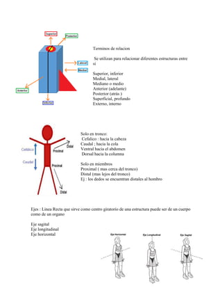 Terminos de relacion
Se utilizan para relacionar diferentes estructuras entre
si
Superior, inferior
Medial, lateral
Mediano o medio
Anterior (adelante)
Posterior (atrás )
Superficial, profundo
Externo, interno
Solo en tronco:
Cefalico : hacia la cabeza
Caudal ; hacia la cola
Ventral hacia el abdomen
Dorsal hacia la columna
Solo en miembros
Proximal ( mas cerca del tronco)
Distal (mas lejos del tronco)
Ej : los dedos se encuentran distales al hombro
Ejes : Linea Recta que sirve como centro giratorio de una estructura puede ser de un cuerpo
como de un organo
Eje sagital
Eje longitudinal
Eje horizontal
 