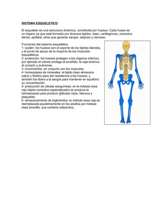 SISTEMA ESQUELETICO
El esqueleto es una estructura dinámica, constituida por huesos. Cada hueso es
un órgano ya que está formado por diversos tejidos: óseo, cartilaginoso, conectivo
denso, epitelial, otros que generan sangre, adiposo y nervioso.
Funciones del sistema esquelético
1: sostén: los huesos son el soporte de los tejidos blandos,
y el punto de apoyo de la mayoría de los músculos
esqueléticos.
2: protección: los huesos protegen a los órganos internos,
por ejemplo el cráneo protege al encéfalo, la caja torácica
al corazón y pulmones.
3: movimientos: en conjunto con los músculos.
4: homeostasis de minerales: el tejido óseo almacena
calcio y fósforo para dar resistencia a los huesos, y
también los libera a la sangre para mantener en equilibrio
su concentración.
5: producción de células sanguíneas: en la médula ósea
roja (tejido conectivo especializado) se produce la
hemopoyesis para producir glóbulos rojos, blancos y
plaquetas.
6: almacenamiento de triglicéridos: la médula ósea roja es
reemplazada paulatinamente en los adultos por médula
ósea amarilla, que contiene adipocitos.
 