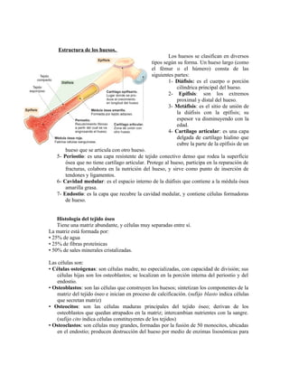 Estructura de los huesos.
Los huesos se clasifican en diversos
tipos según su forma. Un hueso largo (como
el fémur o el húmero) consta de las
siguientes partes:
1- Diáfisis: es el cuerpo o porción
cilíndrica principal del hueso.
2- Epífisis: son los extremos
proximal y distal del hueso.
3- Metáfisis: es el sitio de unión de
la diáfisis con la epífisis; su
espesor va disminuyendo con la
edad.
4- Cartílago articular: es una capa
delgada de cartílago hialino que
cubre la parte de la epífisis de un
hueso que se articula con otro hueso.
5- Periostio: es una capa resistente de tejido conectivo denso que rodea la superficie
ósea que no tiene cartílago articular. Protege al hueso, participa en la reparación de
fracturas, colabora en la nutrición del hueso, y sirve como punto de inserción de
tendones y ligamentos.
6- Cavidad medular: es el espacio interno de la diáfisis que contiene a la médula ósea
amarilla grasa.
7- Endostio: es la capa que recubre la cavidad medular, y contiene células formadoras
de hueso.
Histología del tejido óseo
Tiene una matriz abundante, y células muy separadas entre sí.
La matriz está formada por:
• 25% de agua
• 25% de fibras proteínicas
• 50% de sales minerales cristalizadas.
Las células son:
• Células osteógenas: son células madre, no especializadas, con capacidad de división; sus
células hijas son los osteoblastos; se localizan en la porción interna del periostio y del
endostio.
• Osteoblastos: son las células que construyen los huesos; sintetizan los componentes de la
matriz del tejido óseo e inician en proceso de calcificación. (sufijo blasto indica células
que secretan matriz)
• Osteocitos: son las células maduras principales del tejido óseo; derivan de los
osteoblastos que quedan atrapados en la matriz; intercambian nutrientes con la sangre.
(sufijo cito indica células constituyentes de los tejidos)
• Osteoclastos: son células muy grandes, formadas por la fusión de 50 monocitos, ubicadas
en el endostio; producen destrucción del hueso por medio de enzimas lisosómicas para
 