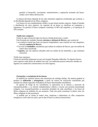 permitir el desarrollo, crecimiento, mantenimiento y reparación normales del hueso.
(sufijo clasto indica destrucción)
La dureza del hueso depende de las sales minerales orgánicas cristalizadas que contiene, y
su flexibilidad depende de las fibras colágenas.
Los huesos no son completamente sólidos, ya que tienen muchos espacios. Según el tamaño
y distribución de estos espacios, las regiones de un hueso se clasifican en compactas y
esponjosas. En general el hueso compacto constituye el 80% del esqueleto, y el esponjoso el
20% restante.
Tejido óseo compacto
Forma la capa externa de todos los huesos; brinda protección y sostén.
Está formado por unidades llamada osteonas o sistemas de Havers, que constan de:
• un conducto central que tiene un trayecto longitudinal y que contiene un vaso sanguíneo,
llamado conducto de Havers.
• Una serie de laminillas concéntricas que rodean al conducto de Havers, que son anillos de
matriz dura calcificada.
• Lagunas, que son espacios ubicados entre los anillos de las laminillas, y que contienen
osteocitos.
Tejido óseo esponjoso
Consta de laminillas dispuestas en una red irregular llamadas trabéculas. En algunos huesos,
estos espacios están llenos de médula ósea roja. Las trabéculas poseen osteocitos situados en
lagunas con canalículos comunicantes con otras lagunas.
Formación y crecimiento de los huesos
El embrión no contiene huesos sino estructuras de cartílago hialino. De manera gradual se
produce la osificación y osteogénesis, a partir de centros de osificación constituidos por
cúmulos de células especiales formadoras de hueso denominadas osteoblastos.
El aparato de Golgi de los osteoblastos se especializa en la síntesis y secreción de
mucopolisacáridos, y su retículo endoplasmático elabora y secreta una proteína denominada
colágeno. Los mucopolisacáridos se acumulan alrededor de cada osteoblasto y los haces de
fibras colágenas de embeben de esa sustancia. Todo esto junto constituye la matriz ósea; las
fibras colágenas le dan resistencia.
A medida que se forma la matriz ósea, empiezan a depositarse en ellas compuestos
inorgánicos como sales de calcio, que le dan al hueso su dureza característica.
 
