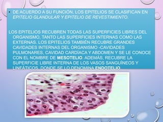 • DE ACUERDO A SU FUNCIÓN, LOS EPITELIOS SE CLASIFICAN EN
EPITELIO GLANDULAR Y EPITELIO DE REVESTIMIENTO.
LOS EPITELIOS RECUBREN TODAS LAS SUPERFICIES LIBRES DEL
ORGANISMO, TANTO LAS SUPERFICIES INTERNAS COMO LAS
EXTERNAS. LOS EPITELIOS TAMBIÉN RECUBRE GRANDES
CAVIDADES INTERNAS DEL ORGANISMO -CAVIDADES
PULMONARES, CAVIDAD CARDÍACA Y ABDOMEN Y SE LE CONOCE
CON EL NOMBRE DE MESOTELIO. ADEMÁS, RECUBRE LA
SUPERFICIE LIBRE INTERNA DE LOS VASOS SANGUÍNEOS Y
LINFÁTICOS, DONDE SE LO DENOMINA ENDOTELIO.
 