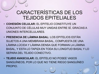 CARACTERÍSTICAS DE LOS
TEJIDOS EPITELIALES
• COHESIÓN CELULAR: EL EPITELIO CONSTITUYE UN
CONJUNTO DE CÉLULAS MUY UNIDAS ENTRE SÍ, GRACIAS A
UNIONES INTERCELULARES.
• PRESENCIA DE LÁMINA BASAL: LOS EPITELIOS ESTÁN
SUJETOS A UNA MEMBRANA BASAL, COMPUESTA DE UNA
LÁMINA LÚCIDA Y LÁMINA DENSA QUE FORMAN LA LÁMINA
BASAL, Y ESTA LO TAPIZA EN TODA SU LONGITUD BASAL Y LO
SEPARA DEL TEJIDO CONECTIVO.
• TEJIDO AVASCULAR: EL EPITELIO NO POSEE VASOS
SANGUÍNEOS, POR LO QUE NO TIENE RIEGO SANGUÍNEO
PROPIO.
 