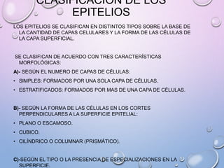 CLASIFICACIÓN DE LOS
EPITELIOS
LOS EPITELIOS SE CLASIFICAN EN DISTINTOS TIPOS SOBRE LA BASE DE
LA CANTIDAD DE CAPAS CELULARES Y LA FORMA DE LAS CÉLULAS DE
LA CAPA SUPERFICIAL.
SE CLASIFICAN DE ACUERDO CON TRES CARACTERÍSTICAS
MORFOLÓGICAS:
A)- SEGÚN EL NUMERO DE CAPAS DE CÉLULAS:
• SIMPLES: FORMADOS POR UNA SOLA CAPA DE CÉLULAS.
• ESTRATIFICADOS: FORMADOS POR MAS DE UNA CAPA DE CÉLULAS.
B)- SEGÚN LA FORMA DE LAS CÉLULAS EN LOS CORTES
PERPENDICULARES A LA SUPERFICIE EPITELIAL:
• PLANO O ESCAMOSO.
• CUBICO.
• CILÍNDRICO O COLUMNAR (PRISMÁTICO).
C)-SEGÚN EL TIPO O LA PRESENCIA DE ESPECIALIZACIONES EN LA
SUPERFICIE.
 