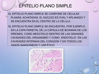 EPITELIO PLANO SIMPLE
EL EPITELIO PLANO SIMPLE SE COMPONE DE CÉLULAS
PLANAS, ACHATADAS. EL NÚCLEO ES OVAL Y APLANADO Y
SE ENCUENTRA EN EL CENTRO DE LA CÉLULA.
EL EPITELIO PLANO SIMPLE SE ENCUENTRA, POR EJEMPLO,
EN LA CAPA PARIETAL DE LA CÁPSULA DE BOWMAN DE LOS
RIÑONES, COMO MESOTELIO DENTRO DE LAS GRANDES
CAVIDADES DEL ORGANISMO Y COMO ENDOTELIO EN LAS
CAVIDADES INTERNAS DEL CORAZÓN Y EN TODOS LOS
VASOS SANGUÍNEOS Y LINFÁTICO
 