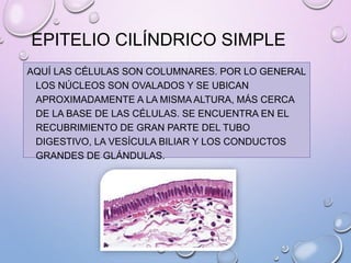 EPITELIO CILÍNDRICO SIMPLE
AQUÍ LAS CÉLULAS SON COLUMNARES. POR LO GENERAL
LOS NÚCLEOS SON OVALADOS Y SE UBICAN
APROXIMADAMENTE A LA MISMA ALTURA, MÁS CERCA
DE LA BASE DE LAS CÉLULAS. SE ENCUENTRA EN EL
RECUBRIMIENTO DE GRAN PARTE DEL TUBO
DIGESTIVO, LA VESÍCULA BILIAR Y LOS CONDUCTOS
GRANDES DE GLÁNDULAS.
 