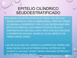 EPITELIO CILÍNDRICO
SEUDOESTRATIFICADO
SON AQUELLOS EPITELIOS EN QUE TODAS LAS CÉLULAS
HACEN CONTACTO CON LA LÁMINA BASAL, PERO NO TODAS
ALCANZAN LA SUPERFICIE, POR LO QUE EN REALIDAD SON
EPITELIOS SIMPLES, CON VARIOS TIPOS DE CÉLULAS
DISPUESTAS EN UNA SOLA CAPA, PERO CON SUS NÚCLEOS
A DIFERENTES NIVELES, DANDO EL FALSO ASPECTO DE
TENER VARIAS CAPAS.
LAS CÉLULAS QUE NO LLEGAN A LA SUPERFICIE TIENEN UNA
BASE ANCHA CON UN EXTREMO APICAL ESTRECHO, EN
CUANTO A LAS QUE LLEGAN TIENEN UNA BASE ESTRECHA Y
EL EXTREMO APICAL ANCHO.
 