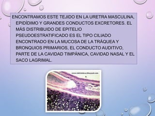 ENCONTRAMOS ESTE TEJIDO EN LA URETRA MASCULINA,
EPIDÍDIMO Y GRANDES CONDUCTOS EXCRETORES. EL
MÁS DISTRIBUIDO DE EPITELIO
PSEUDOESTRATIFICADO ES EL TIPO CILIADO
ENCONTRADO EN LA MUCOSA DE LA TRÁQUEA Y
BRONQUIOS PRIMARIOS, EL CONDUCTO AUDITIVO,
PARTE DE LA CAVIDAD TIMPÁNICA, CAVIDAD NASAL Y EL
SACO LAGRIMAL.
 