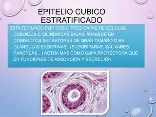 EPITELIO CUBICO
ESTRATIFICADO
ESTA FORMADO POR DOS O TRES CAPAS DE CÉLULAS
CUBOIDES O CILÍNDRICAS BAJAS; APARECE EN
CONDUCTOS SECRETORES DE GRAN TAMAÑO O EN
GLÁNDULAS EXOCRINAS: (SUDORÍPARAS, SALIVARES,
PÁNCREAS…) ACTÚA MAS COMO CAPA PROTECTORA QUE
EN FUNCIONES DE ABSORCIÓN Y SECRECIÓN.
 