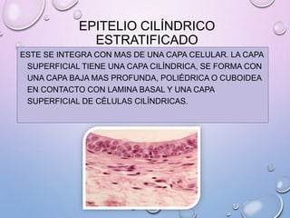 EPITELIO CILÍNDRICO
ESTRATIFICADO
ESTE SE INTEGRA CON MAS DE UNA CAPA CELULAR. LA CAPA
SUPERFICIAL TIENE UNA CAPA CILÍNDRICA, SE FORMA CON
UNA CAPA BAJA MAS PROFUNDA, POLIÉDRICA O CUBOIDEA
EN CONTACTO CON LAMINA BASAL Y UNA CAPA
SUPERFICIAL DE CÉLULAS CILÍNDRICAS.
 