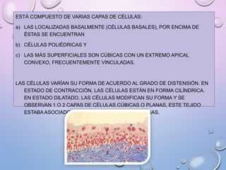 ESTÁ COMPUESTO DE VARIAS CAPAS DE CÉLULAS:
a) LAS LOCALIZADAS BASALMENTE (CÉLULAS BASALES), POR ENCIMA DE
ÉSTAS SE ENCUENTRAN
b) CÉLULAS POLIÉDRICAS Y
c) LAS MÁS SUPERFICIALES SON CÚBICAS CON UN EXTREMO APICAL
CONVEXO, FRECUENTEMENTE VINCULADAS.
LAS CÉLULAS VARÍAN SU FORMA DE ACUERDO AL GRADO DE DISTENSIÓN. EN
ESTADO DE CONTRACCIÓN, LAS CÉLULAS ESTÁN EN FORMA CILÍNDRICA.
EN ESTADO DILATADO, LAS CÉLULAS MODIFICAN SU FORMA Y SE
OBSERVAN 1 O 2 CAPAS DE CÉLULAS CÚBICAS O PLANAS, ESTE TEJIDO
ESTABA ASOCIADO CON LAS TERMINALES NERVIOSAS.
 