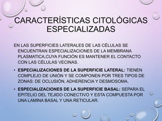 CARACTERÍSTICAS CITOLÓGICAS
ESPECIALIZADAS
EN LAS SUPERFICIES LATERALES DE LAS CÉLULAS SE
ENCUENTRAN ESPECIALIZACIONES DE LA MEMBRANA
PLASMATICA,CUYA FUNCIÓN ES MANTENER EL CONTACTO
CON LAS CÉLULAS VECINAS.
• ESPECIALIZACIONES DE LA SUPERFICIE LATERAL: TIENEN
COMPLEJO DE UNIÓN Y SE COMPONEN POR TRES TIPOS DE
ZONAS: DE OCLUSIÓN, ADHERENCIA Y DESMOSOMA.
• ESPECIALIZACIONES DE LA SUPERFICIE BASAL: SEPARA EL
EPITELIO DEL TEJIDO CONECTIVO Y ESTA COMPUESTA POR
UNA LAMINA BASAL Y UNA RETICULAR.
 