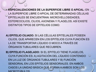 • ESPECIALIZACIONES DE LA SUPERFICIE LIBRE O APICAL: EN
LA SUPERFICIE LIBRE O APICAL DE DETERMINADAS CÉLULAS
EPITELIALES SE ENCUENTRAN: MICROVELLOSIDADES,
ESTEREOCILIOS, CILIOS, AXONEMA Y FLAGELOS. ASÍ EXISTE
DISTINTOS TIPOS DE EPITELIOS COMO:
A) EPITELIO CILIADO: SI LAS CÉLULAS EPITELIALES POSEEN
CILIOS, QUE APARECEN EN LOS EPITELIOS CUYA FUNCIÓN ES
LA DE TRANSPORTAR LÍQUIDO O MOCO A TRAVÉS DE
ÓRGANOS TUBULARES QUE RECUBREN.
B) EPITELIO FLAGELADO: SI EL EPITELIO TIENE FLAGELOS,
CUYA FUNCIÓN ES: A) AGITACIÓN DEL LÍQUIDO CONTENIDO
EN LA LUZ DE ÓRGANOS TUBULARES Y B) FUNCIÓN
SENSORIAL EN LOS EPITELIOS SENSORIALES. EN AMBOS
CASOS LA UNIDAD BÁSICA QUE FORMA A AMBOS SON LOS
 