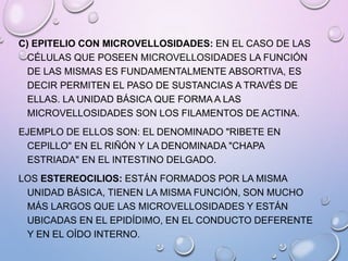 C) EPITELIO CON MICROVELLOSIDADES: EN EL CASO DE LAS
CÉLULAS QUE POSEEN MICROVELLOSIDADES LA FUNCIÓN
DE LAS MISMAS ES FUNDAMENTALMENTE ABSORTIVA, ES
DECIR PERMITEN EL PASO DE SUSTANCIAS A TRAVÉS DE
ELLAS. LA UNIDAD BÁSICA QUE FORMA A LAS
MICROVELLOSIDADES SON LOS FILAMENTOS DE ACTINA.
EJEMPLO DE ELLOS SON: EL DENOMINADO "RIBETE EN
CEPILLO" EN EL RIÑÓN Y LA DENOMINADA "CHAPA
ESTRIADA" EN EL INTESTINO DELGADO.
LOS ESTEREOCILIOS: ESTÁN FORMADOS POR LA MISMA
UNIDAD BÁSICA, TIENEN LA MISMA FUNCIÓN, SON MUCHO
MÁS LARGOS QUE LAS MICROVELLOSIDADES Y ESTÁN
UBICADAS EN EL EPIDÍDIMO, EN EL CONDUCTO DEFERENTE
Y EN EL OÍDO INTERNO.
 