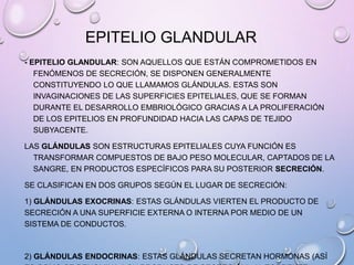 EPITELIO GLANDULAR
- EPITELIO GLANDULAR: SON AQUELLOS QUE ESTÁN COMPROMETIDOS EN
FENÓMENOS DE SECRECIÓN, SE DISPONEN GENERALMENTE
CONSTITUYENDO LO QUE LLAMAMOS GLÁNDULAS. ESTAS SON
INVAGINACIONES DE LAS SUPERFICIES EPITELIALES, QUE SE FORMAN
DURANTE EL DESARROLLO EMBRIOLÓGICO GRACIAS A LA PROLIFERACIÓN
DE LOS EPITELIOS EN PROFUNDIDAD HACIA LAS CAPAS DE TEJIDO
SUBYACENTE.
LAS GLÁNDULAS SON ESTRUCTURAS EPITELIALES CUYA FUNCIÓN ES
TRANSFORMAR COMPUESTOS DE BAJO PESO MOLECULAR, CAPTADOS DE LA
SANGRE, EN PRODUCTOS ESPECÍFICOS PARA SU POSTERIOR SECRECIÓN.
SE CLASIFICAN EN DOS GRUPOS SEGÚN EL LUGAR DE SECRECIÓN:
1) GLÁNDULAS EXOCRINAS: ESTAS GLÁNDULAS VIERTEN EL PRODUCTO DE
SECRECIÓN A UNA SUPERFICIE EXTERNA O INTERNA POR MEDIO DE UN
SISTEMA DE CONDUCTOS.
2) GLÁNDULAS ENDOCRINAS: ESTAS GLÁNDULAS SECRETAN HORMONAS (ASÍ
 