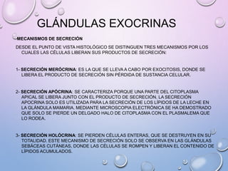 GLÁNDULAS EXOCRINAS
MECANISMOS DE SECRECIÓN
DESDE EL PUNTO DE VISTA HISTOLÓGICO SE DISTINGUEN TRES MECANISMOS POR LOS
CUALES LAS CÉLULAS LIBERAN SUS PRODUCTOS DE SECRECIÓN:
1- SECRECIÓN MERÓCRINA: ES LA QUE SE LLEVA A CABO POR EXOCITOSIS, DONDE SE
LIBERA EL PRODUCTO DE SECRECIÓN SIN PÉRDIDA DE SUSTANCIA CELULAR.
2- SECRECIÓN APÓCRINA: SE CARACTERIZA PORQUE UNA PARTE DEL CITOPLASMA
APICAL SE LIBERA JUNTO CON EL PRODUCTO DE SECRECIÓN. LA SECRECIÓN
APOCRINA SOLO ES UTILIZADA PARA LA SECRECIÓN DE LOS LÍPIDOS DE LA LECHE EN
LA GLÁNDULA MAMARIA. MEDIANTE MICROSCOPIA ELECTRÓNICA SE HA DEMOSTRADO
QUE SOLO SE PIERDE UN DELGADO HALO DE CITOPLASMA CON EL PLASMALEMA QUE
LO RODEA.
3- SECRECIÓN HOLÓCRINA: SE PIERDEN CÉLULAS ENTERAS, QUE SE DESTRUYEN EN SU
TOTALIDAD. ESTE MECANISMO DE SECRECIÓN SOLO SE OBSERVA EN LAS GLÁNDULAS
SEBÁCEAS CUTÁNEAS, DONDE LAS CÉLULAS SE ROMPEN Y LIBERAN EL CONTENIDO DE
LÍPIDOS ACUMULADOS.
 