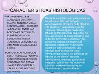 CARACTERÍSTICAS HISTOLÓGICAS
POR LO GENERAL, LAS
GLÁNDULAS DE MAYOR
TAMAÑO TIENEN LA MISMA
CONFORMACIÓN, DADO QUE
LA RELACIÓN ENTRE LAS
PORCIONES EPITELIALES,
EL PARÉNQUIMA, Y EL
ESTROMA DE TEJIDO
CONECTIVO DE SOSTÉN ES
SIMILAR DE UNA GLÁNDULA
A OTRA.
POR FUERA LAS GLÁNDULAS
ESTÁN RODEADAS POR UNA
CONDENSACIÓN DE TEJIDO
CONECTIVO QUE FORMA
UNA FUERTE CUBIERTA O
CÁPSULA, QUE SOSTIENE
LAS PARTES
Desde la superficie interna de la cápsula
se extienden tabiques de tejido
conectivo hacia el interior de la glándula
y la dividen en segmentos o lóbulos.
Tabiques más delgados dividen los
lóbulos en lobulillos más pequeños. Allí
hay una fina red de tejido conectivo que
rodea las terminales secretoras y las
porciones iniciales del sistema de
conductos excretores y sirve como
sostén de estas estructuras. Los
tabiques más gruesos de tejido
conectivo que dividen las glándulas en
lóbulos se denominan tabiques
interlobulares, mientras que los más
delgados, que dividen los lóbulos en
lobulillos, se denominan tabiques
intralobulares o intralobulillares.
 