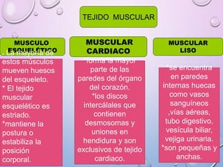 TEJIDO MUSCULAR
MUSCULO
ESQUELÉTICO
MUSCULAR
CARDIACO
MUSCULAR
LISO
* La mayoría de
estos músculos
mueven huesos
del esqueleto.
* El tejido
muscular
esquelético es
estriado.
*mantiene la
postura o
estabiliza la
posición
corporal.
*forma la mayor
parte de las
paredes del órgano
del corazón.
*los discos
intercálales que
contienen
desmosomas y
uniones en
hendidura y son
exclusivos de tejido
cardiaco.
*se encuentra
en paredes
internas huecas
como vasos
sanguíneos
,vías aéreas,
tubo digestivo,
vesícula biliar,
vejiga urinaria.
*son pequeñas y
anchas.
 
