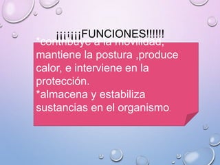 ¡¡¡¡¡¡¡FUNCIONES!!!!!!
*contribuye a la movilidad,
mantiene la postura ,produce
calor, e interviene en la
protección.
*almacena y estabiliza
sustancias en el organismo.
 