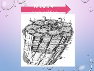 Muscular
esquelético
 