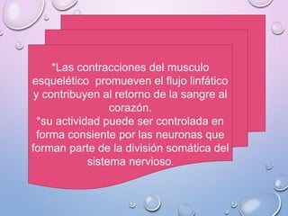 *Las contracciones del musculo
esquelético promueven el flujo linfático
y contribuyen al retorno de la sangre al
corazón.
*su actividad puede ser controlada en
forma consiente por las neuronas que
forman parte de la división somática del
sistema nervioso.
 