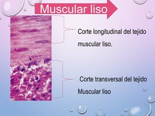 Corte longitudinal del tejido
muscular liso.
. Corte transversal del tejido
Muscular liso
Muscular liso
 