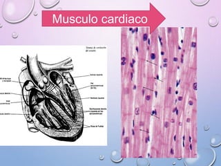 Musculo cardiaco
 
