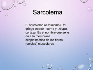 El sarcolema (o miolema) Del
griego σαρκο-, carne y -λέμμα,
corteza. Es el nombre que se le
da a la membrana
citoplasmática de las fibras
(células) musculares
 
