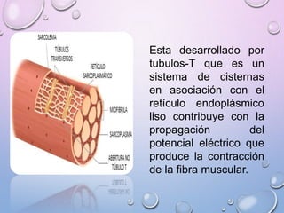 Esta desarrollado por
tubulos-T que es un
sistema de cisternas
en asociación con el
retículo endoplásmico
liso contribuye con la
propagación del
potencial eléctrico que
produce la contracción
de la fibra muscular.
 