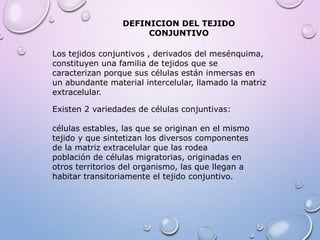 DEFINICION DEL TEJIDO
CONJUNTIVO
Los tejidos conjuntivos , derivados del mesénquima,
constituyen una familia de tejidos que se
caracterizan porque sus células están inmersas en
un abundante material intercelular, llamado la matriz
extracelular.
Existen 2 variedades de células conjuntivas:
células estables, las que se originan en el mismo
tejido y que sintetizan los diversos componentes
de la matriz extracelular que las rodea
población de células migratorias, originadas en
otros territorios del organismo, las que llegan a
habitar transitoriamente el tejido conjuntivo.
 