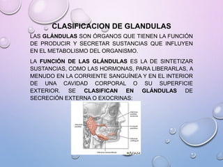 CLASIFICACION DE GLANDULAS
LAS GLÁNDULAS SON ÓRGANOS QUE TIENEN LA FUNCIÓN
DE PRODUCIR Y SECRETAR SUSTANCIAS QUE INFLUYEN
EN EL METABOLISMO DEL ORGANISMO.
LA FUNCIÓN DE LAS GLÁNDULAS ES LA DE SINTETIZAR
SUSTANCIAS, COMO LAS HORMONAS, PARA LIBERARLAS, A
MENUDO EN LA CORRIENTE SANGUÍNEA Y EN EL INTERIOR
DE UNA CAVIDAD CORPORAL O SU SUPERFICIE
EXTERIOR. SE CLASIFICAN EN GLÁNDULAS DE
SECRECIÓN EXTERNA O EXOCRINAS:
 