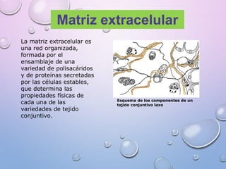 Matriz extracelular
La matriz extracelular es
una red organizada,
formada por el
ensamblaje de una
variedad de polisacáridos
y de proteínas secretadas
por las células estables,
que determina las
propiedades físicas de
cada una de las
variedades de tejido
conjuntivo.
Esquema de los componentes de un
tejido conjuntivo laxo
 