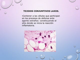 TEJIDOS CONJUNTIVOS LAXOS.
•Contener a las células que participan
en los procesos de defensa ante
agente extraños: constituyendo el
sitio donde se inicia la reacción
inflamatoria.
 