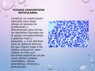 TEJIDOS CONJUNTIVOS
RETICULARES.
Constituir un medio tisular
adecuado para alojar
células en proceso de
proliferación y
diferenciación para formar
los elementos figurados de
la sangre correspondientes
a glóbulos rojos y
plaquetas, y a los distintos
tipos de glóbulos blancos,
los que migran luego a los
tejidos conjuntivos, para
realizar en ellos sus
funciones específicas ya sea
como células cebadas,
macrófagos, células
plasmáticas, linfocitos y
granulocitos.
 
