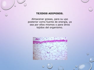 TEJIDOS ADIPOSOS.
Almacenar grasas, para su uso
posterior como fuente de energía, ya
sea por ellos mismos o para otros
tejidos del organismo.
 