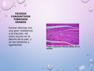 TEJIDOS
CONJUNTIVOS
FIBROSOS
DENSOS
Formar láminas con
una gran resistencia
a la tracción, tal
como ocurre en la
dermis de la piel, y
en los tendones y
ligamentos.
Tejido conjuntivo fibroso denso en un
tendón
 