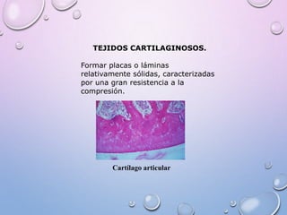 TEJIDOS CARTILAGINOSOS.
Formar placas o láminas
relativamente sólidas, caracterizadas
por una gran resistencia a la
compresión.
Cartílago articular
 