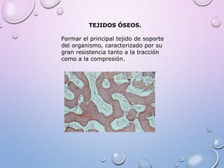 TEJIDOS ÓSEOS.
Formar el principal tejido de soporte
del organismo, caracterizado por su
gran resistencia tanto a la tracción
como a la compresión.
 