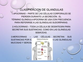CLASIFICACION DE GLANDULAS
1.APOCRINAS – PARTE DE LAS CÉLULAS CORPORALES SE
PIERDEN DURANTE LA SECRECIÓN . EL
TÉRMINO GLÁNDULA APOCRINA SE USA CON FRECUENCIA
PARA REFERIRSE A LAS GLÁNDULAS SUDORÍPARAS.
2.HOLOCRINAS – TODA LA CÉLULA SE DESINTEGRA PARA
SECRETAR SUS SUSTANCIAS, COMO EN LAS GLÁNDULAS
SEBÁCEAS.
3.MEROCRINAS – LAS CÉLULAS SECRETAN SUS
SUSTANCIAS POR EXOCITOSIS, COMO EN LAS GLÁNDULAS
MUCOSAS Y SEROSAS.
 