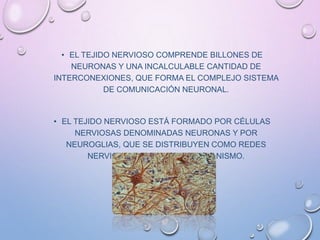 • EL TEJIDO NERVIOSO COMPRENDE BILLONES DE
NEURONAS Y UNA INCALCULABLE CANTIDAD DE
INTERCONEXIONES, QUE FORMA EL COMPLEJO SISTEMA
DE COMUNICACIÓN NEURONAL.
• EL TEJIDO NERVIOSO ESTÁ FORMADO POR CÉLULAS
NERVIOSAS DENOMINADAS NEURONAS Y POR
NEUROGLIAS, QUE SE DISTRIBUYEN COMO REDES
NERVIOSAS POR TODO EL ORGANISMO.
 