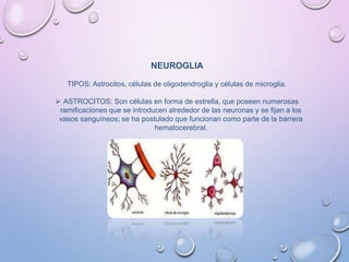 NEUROGLIA
TIPOS: Astrocitos, células de oligodendroglia y células de microglia.
 ASTROCITOS: Son células en forma de estrella, que poseen numerosas
ramificaciones que se introducen alrededor de las neuronas y se fijan a los
vasos sanguíneos; se ha postulado que funcionan como parte de la barrera
hematocerebral.
 