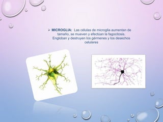  MICROGLIA: Las células de microglia aumentan de
tamaño, se mueven y efectúan la fagocitosis.
Engloban y destruyen los gérmenes y los desechos
celulares
 