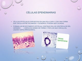 CÉLULAS EPENDIMARIAS
• CÉLULAS EPITELIALES DISPUESTAS EN UNA SOLA CAPA Y CON UNA FORMA
QUE OSCILA ENTRE ESCAMOSA Y CILÍNDRICA ;PUEDEN SER CILIADAS.
• FORMAN UN REVESTIMIENTO EPITELIAL CONTINUO EN LOS VENTRÍCULOS DEL
CEREBRO ( ESPACIOS DONDE SE FORMA Y POR LOS QUE CIRCULA EL
LIQUIDO CEFALORRAQUÍDEO).
 