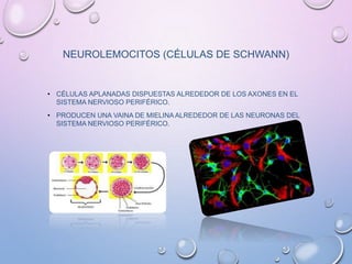 NEUROLEMOCITOS (CÉLULAS DE SCHWANN)
• CÉLULAS APLANADAS DISPUESTAS ALREDEDOR DE LOS AXONES EN EL
SISTEMA NERVIOSO PERIFÉRICO.
• PRODUCEN UNA VAINA DE MIELINA ALREDEDOR DE LAS NEURONAS DEL
SISTEMA NERVIOSO PERIFÉRICO.
 