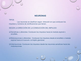 NEURONAS
TIPOS
Las neuronas se clasifican según: dirección en que conducen los
impulsos y números de ramificaciones que tienen.
SEGÚN LA DIRECCIÓN DE LA CONDUCCIÓN DEL IMPULSO:
 Sensitivas o aferentes: Conducen los impulsos hacia la medula espinal o
encéfalo.
 Motoneuronas o eferentes: Conducen los impulsos desde el encéfalo o medula
espinal hacia el musculo o el tejido glandular.
 Interneuronas: Conducen los impulsos desde las neuronas sensitivas hacia las
motoneuronas.
 